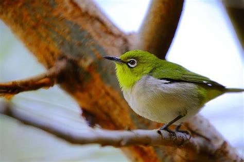 養鳥風水